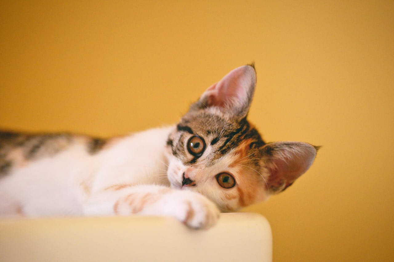 Happy cat sitting on a cosy surface